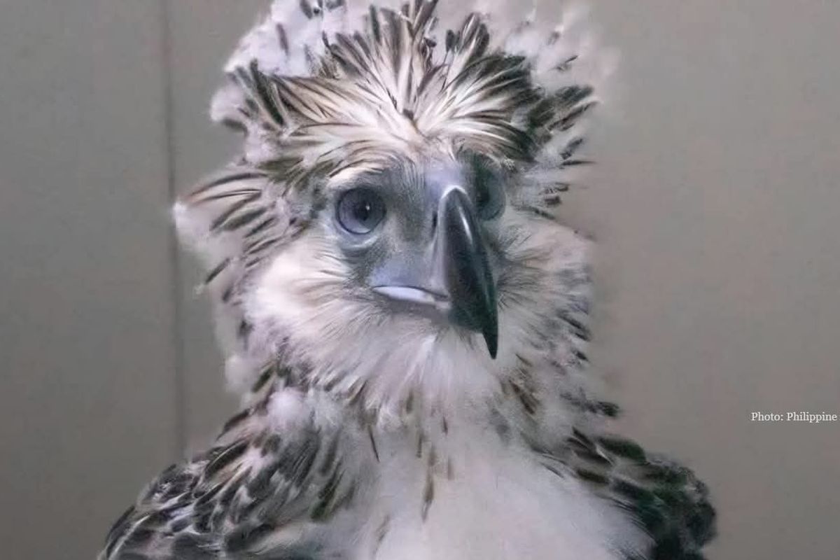 Češi pomohli s úspěšným odchovem mláděte vzácného orla opičího na Filipínách 