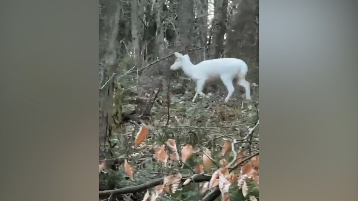 Bílá daněla na Frýdecko-Místecku. Neobvyklé zvíře budí úžas a připomíná pověry