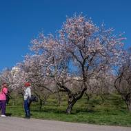 Jaro na pražském Petříně 