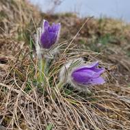 Koniklece velkokvěté potřebují ke svému růstu specifické podmínky. 