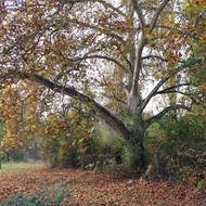 Strom vzpomínek, Maďarsko, 8. místo