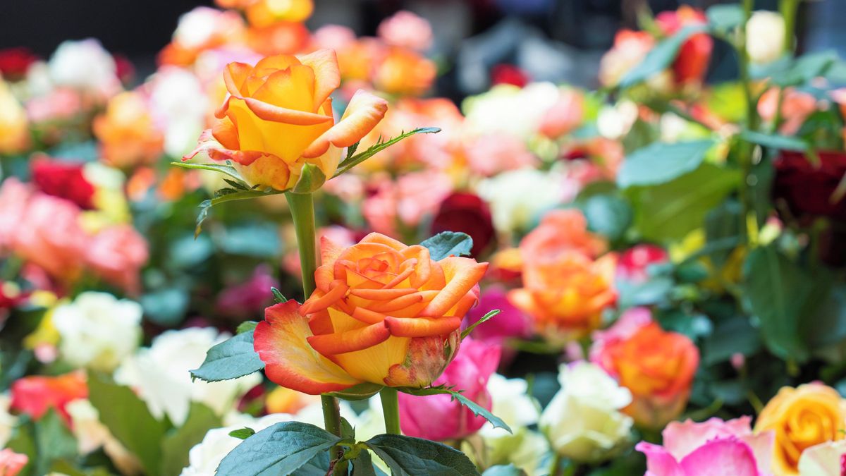 Prořežte po zimě růže. Odvděčí se vám záplavou květů 