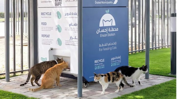 Tisíce psů a koček v ulicích. V Dubaji zůstali opuštění domácí mazlíčci