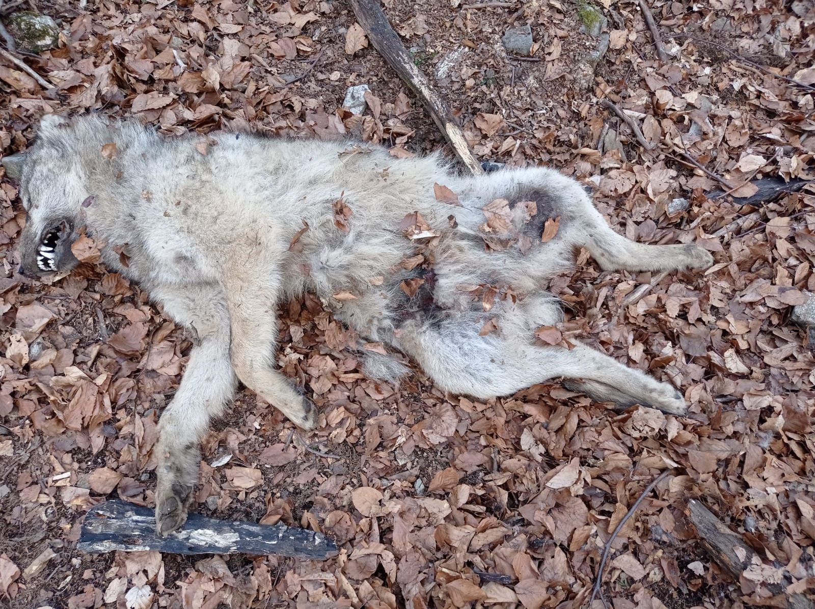 Případ čtyř mrtvých vlků na Jesenicku policie odložila