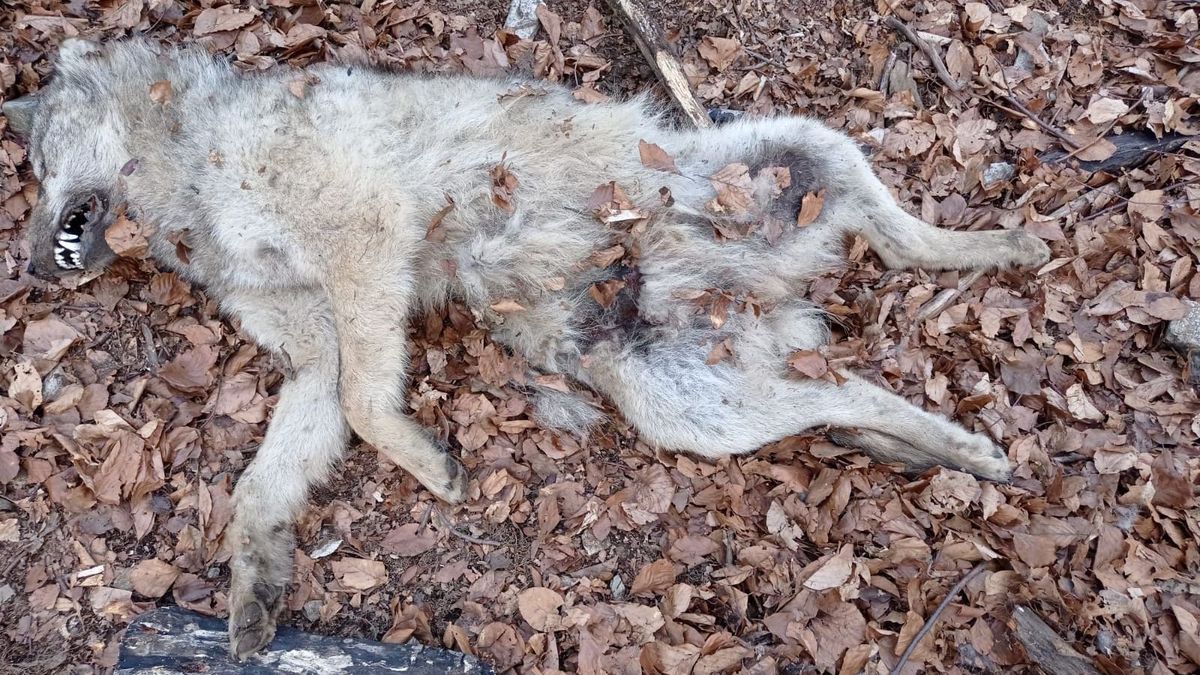 Případ čtyř mrtvých vlků na Jesenicku policie odložila