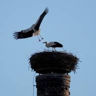 Mláďata se v posledních letech objevují ve více než osmi stech hnízdech po Česku. Na malé čápy je ale nutno počkat si minimálně do května. 