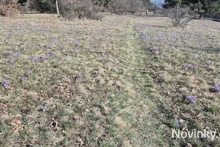 Fialová záplava. Na Kamenném vrchu v Brně rozkvetly tisíce konikleců