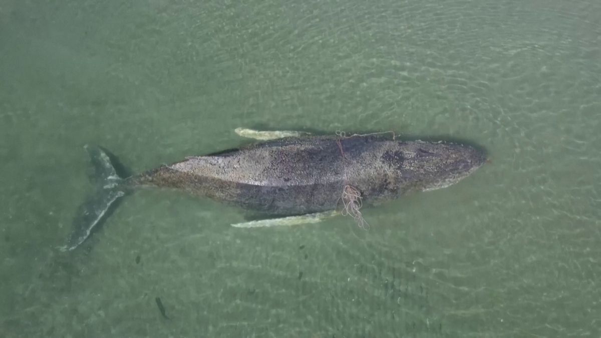 U německých břehů uvázla velryba