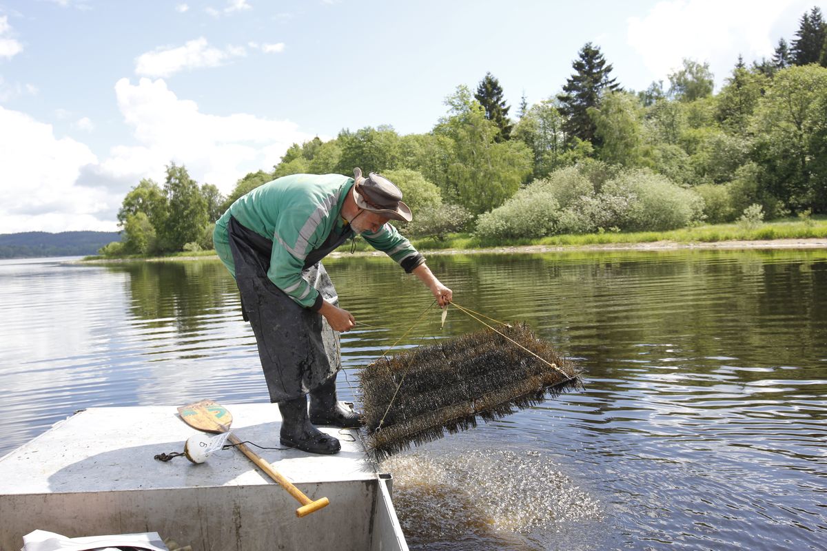 Lipenští candáti se rozmnožují v kominických štětkách, které na dno přehrady instalují jihočeští vědci
