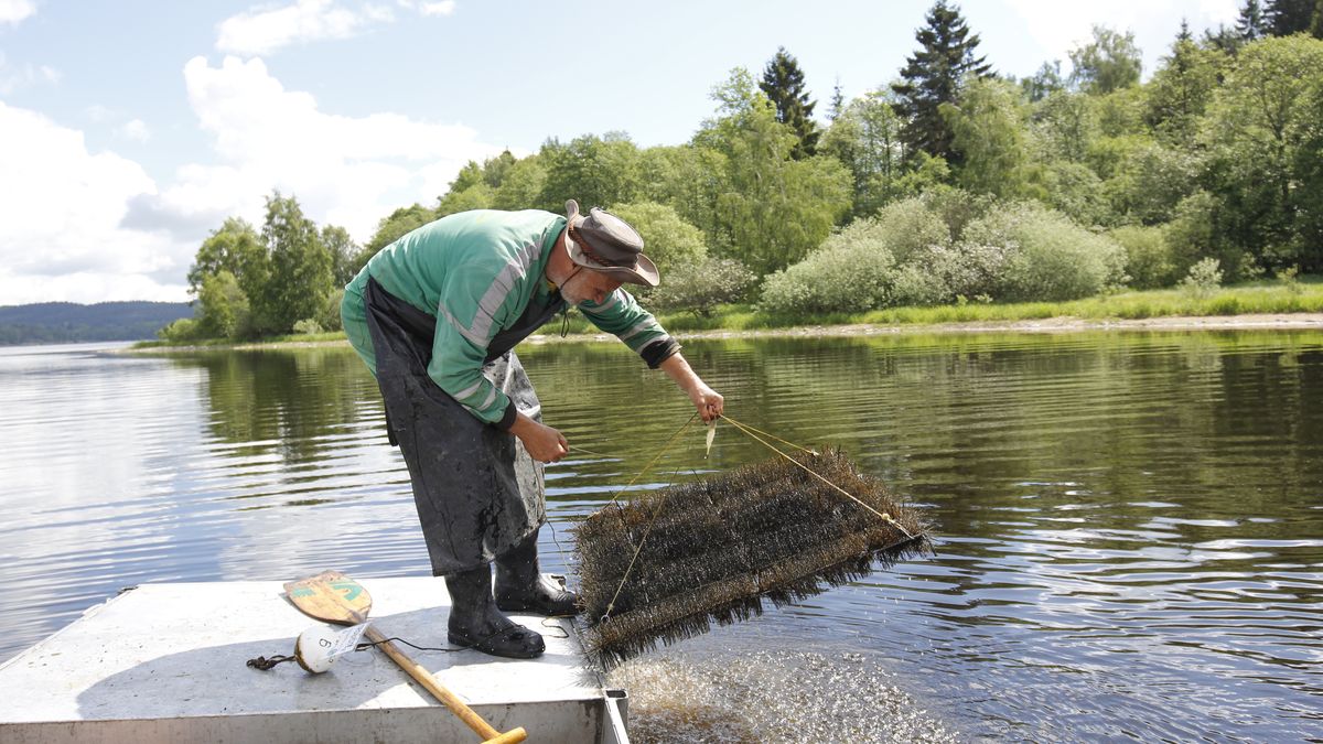 Lipenští candáti se rozmnožují v kominických štětkách, které na dno přehrady instalují jihočeští vědci