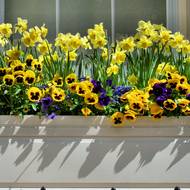 Truhlík za okny rozzáří žluté narcisky a pod nimi zasazené jemné okvětí violek.