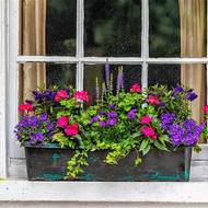 Rostliny je potřeba v nádobě přiměřeně zalévat.