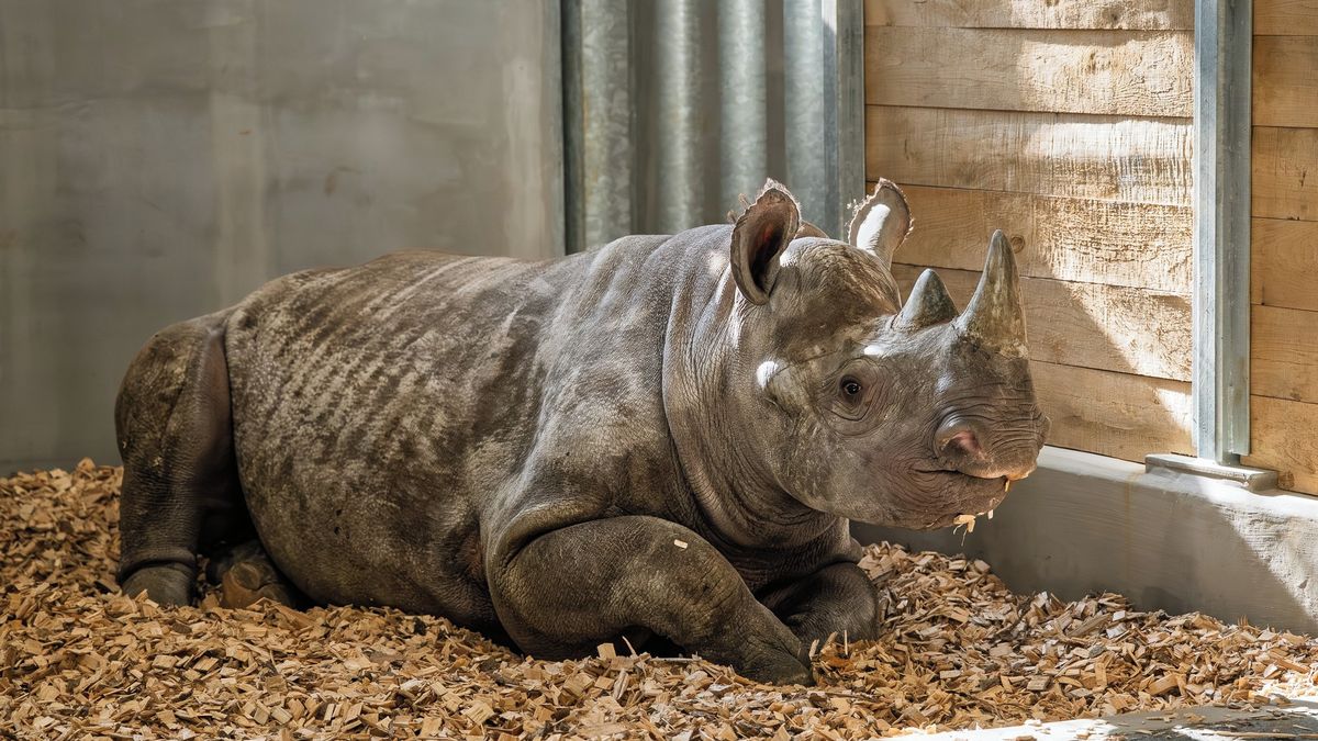 Samice nosorožce z Německa při příjezdu do Dvora Králové frkala a funěla, už se ale zabydluje
