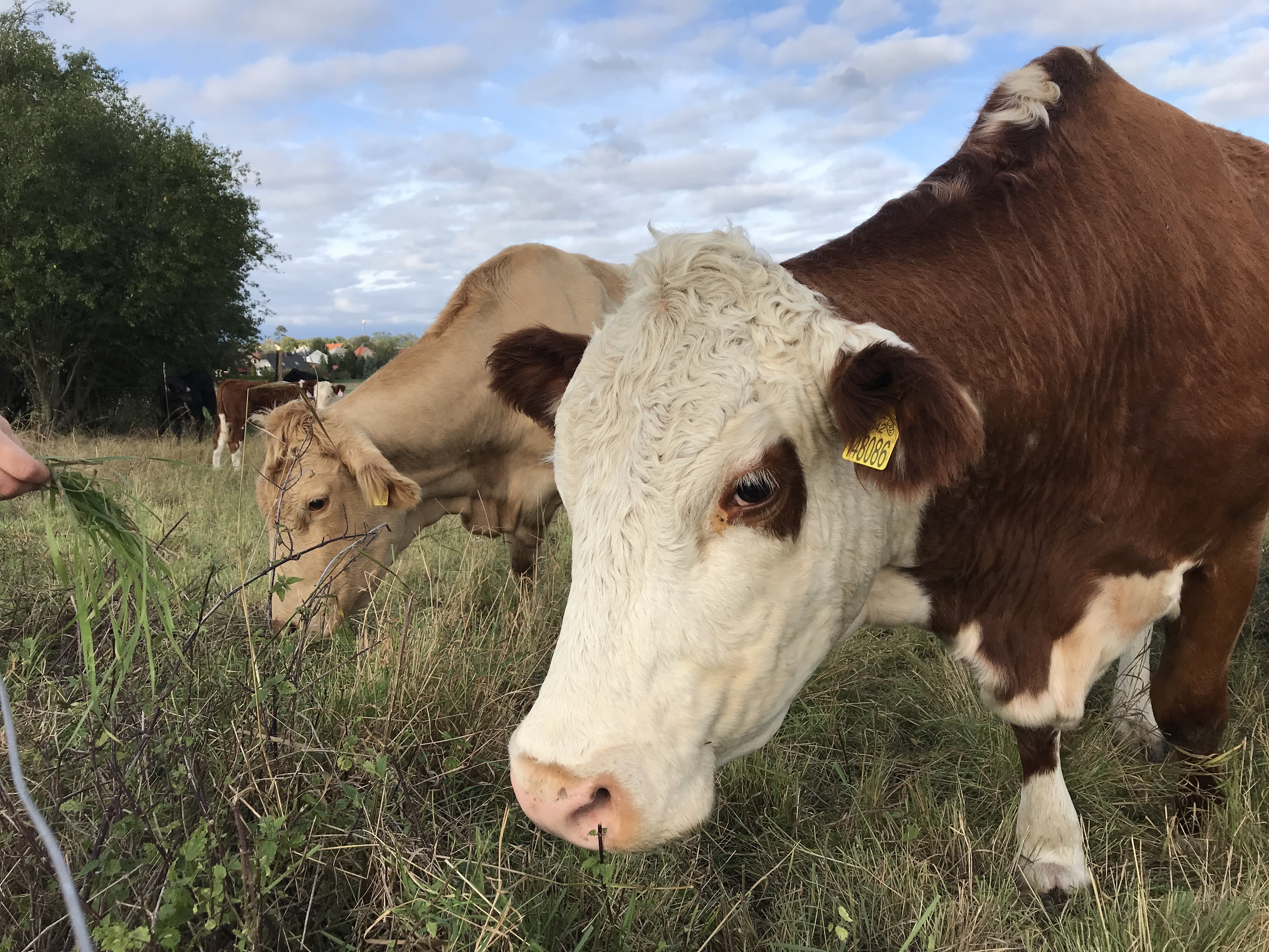 Châu Âu đối mặt với tình trạng thừa sữa