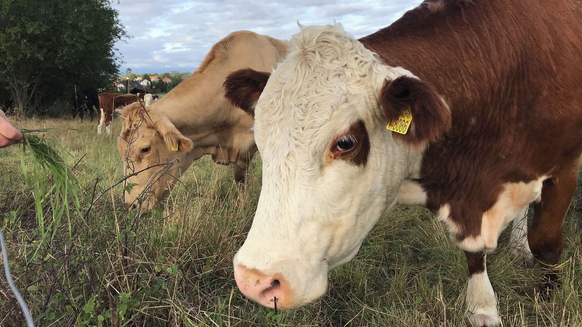Evropu zaplavil přebytek mléka