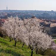 Na svahu kdysi, díky jeho sklonu, byla vinice. 