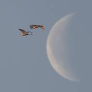 V Česku hnízdí i zimují tisíce párů volavek. 