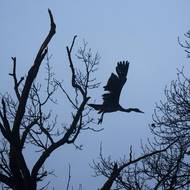 Volavky v Česku hnízdí od února do srpna.