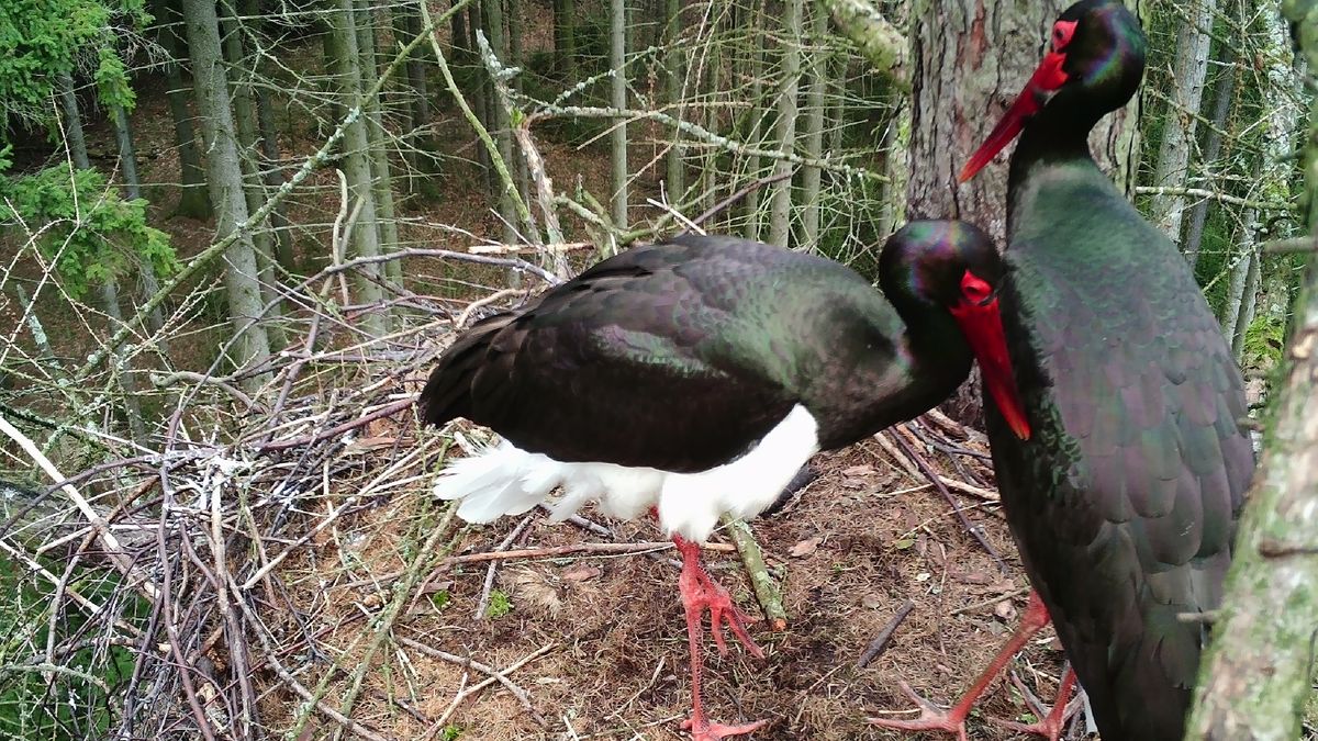 Vzácní černí čápi dorazili domů. Jejich utajené hnízdo sleduje oko kamery