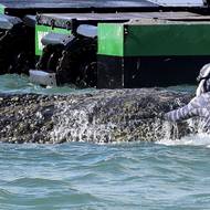 Jak se keporkak do Baltu dostal? To se neví. Spekuluje se o tom, že byl dezorientován nebo se do mělkých vod vydal za potravou. 