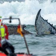 Záchranná operace začala rychle. Zvíře ale mělo přibližně 12 metrů a jeho váha činila odhadem 20 tun. 