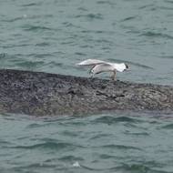 Rackům mohla být veškerá pozornost jedno. Keporkak pro ně může být obrovským zdrojem potravy. 