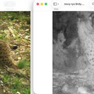 Oba snímky opět ukazují mládě rysice Malu. Levá fotografie vznikla v Bavorském lese v roce 2024, pravá pak v Brdech.