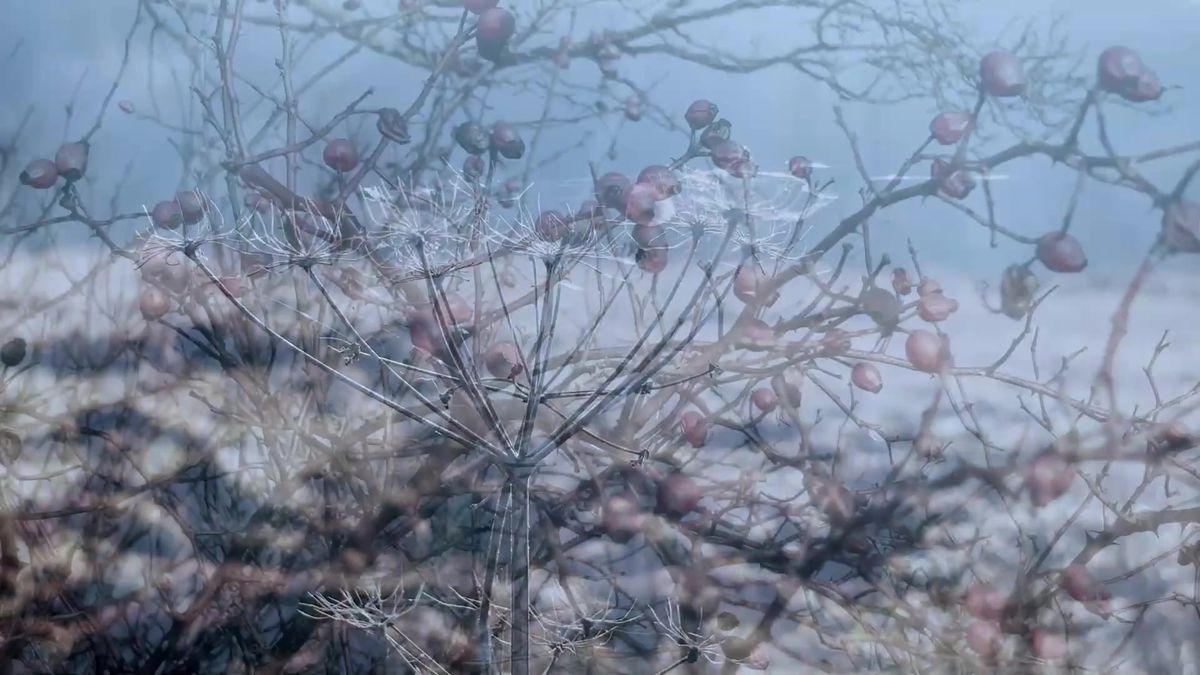 Lucie Dlabolová v písni Jsi rorýs tiše hovoří s ptákem, který tráví život v letu