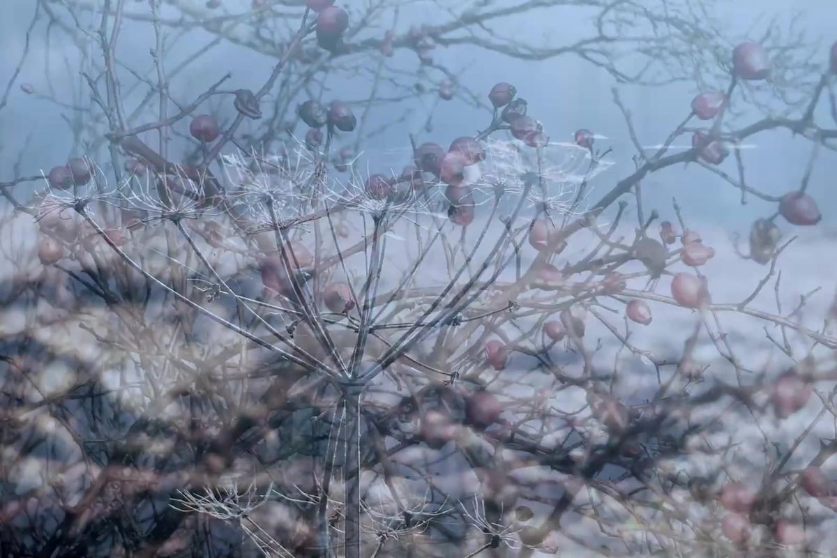 Lucie Dlabolová v písni Jsi rorýs tiše hovoří s ptákem, který tráví život v letu