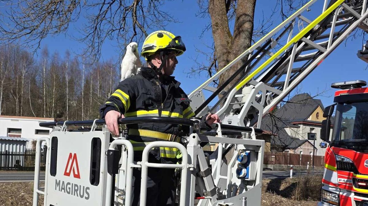 Papoušek za desítky tisíc korun uletěl do koruny vzrostlého stromu, zachránili ho hasiči