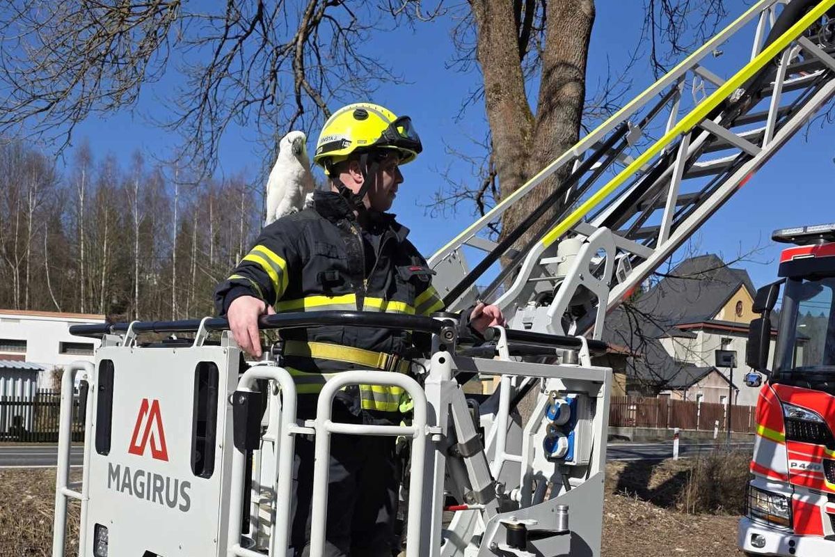 Papoušek za desítky tisíc korun uletěl do koruny vzrostlého stromu, zachránili ho hasiči