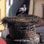 Samec dorazil do Jindřichova Hradce dřív, partnerka může mít třeba i dva týdny zpoždění. 