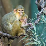 Mláďata se rodí i v pavilonech aneb v Rezervaci Dja je dvojka šťastným číslem. Dvě mláďata goril, dvě mláďata gueréz a nyní také dvě mláďata nejmenších denních primátů Afriky, talapoinů severních.