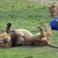 Lvi indičtí dostávají v těchto dnech nové, takzvané enrichmentové prvky. Ovoněné míče plněné masem je zabaví na dlouhé chvíle.