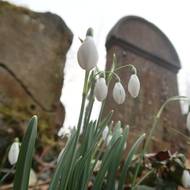 Tradiční kolmo do země zapuštěné židovské stély 