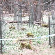 Návštěvníky rezervace mají od šlapání mimo cesty odradit i tyto zákazové pásky.