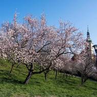 Svahu, na kterém mandloně kvetou, se říká americký podle sousedící ambasády. 