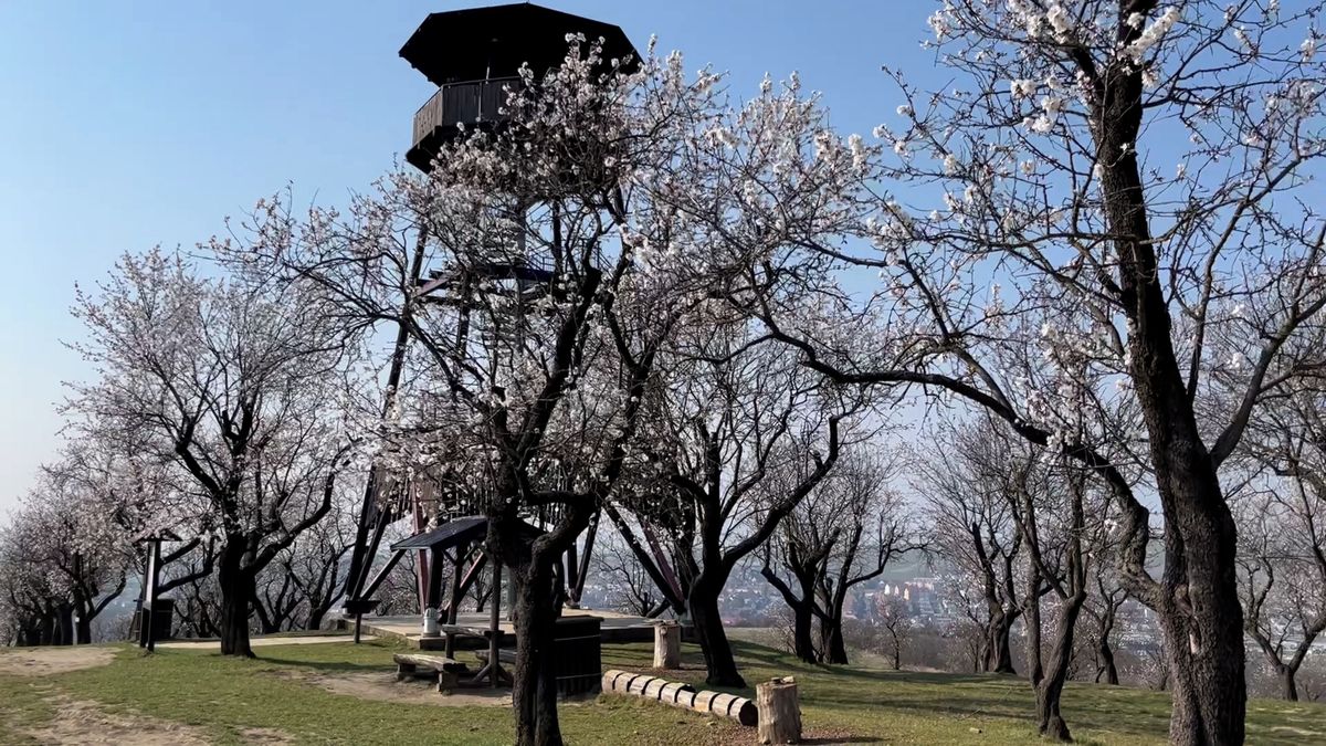 Nad městem v sadu už kvetou mandloně, do Hustopečí míří tisíce návštěvníků