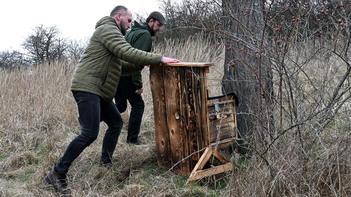 Dudníky pro dudky. Na Písecku hnízdí ohrožení ptáci ve speciálních příbytcích