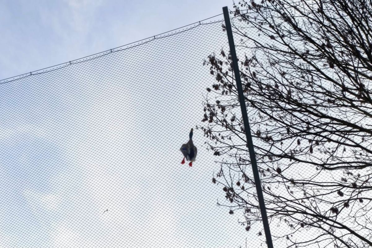 V Praze přibývá případů divokých zvířat v nesnázích. Lidem jsou často naprosto lhostejná