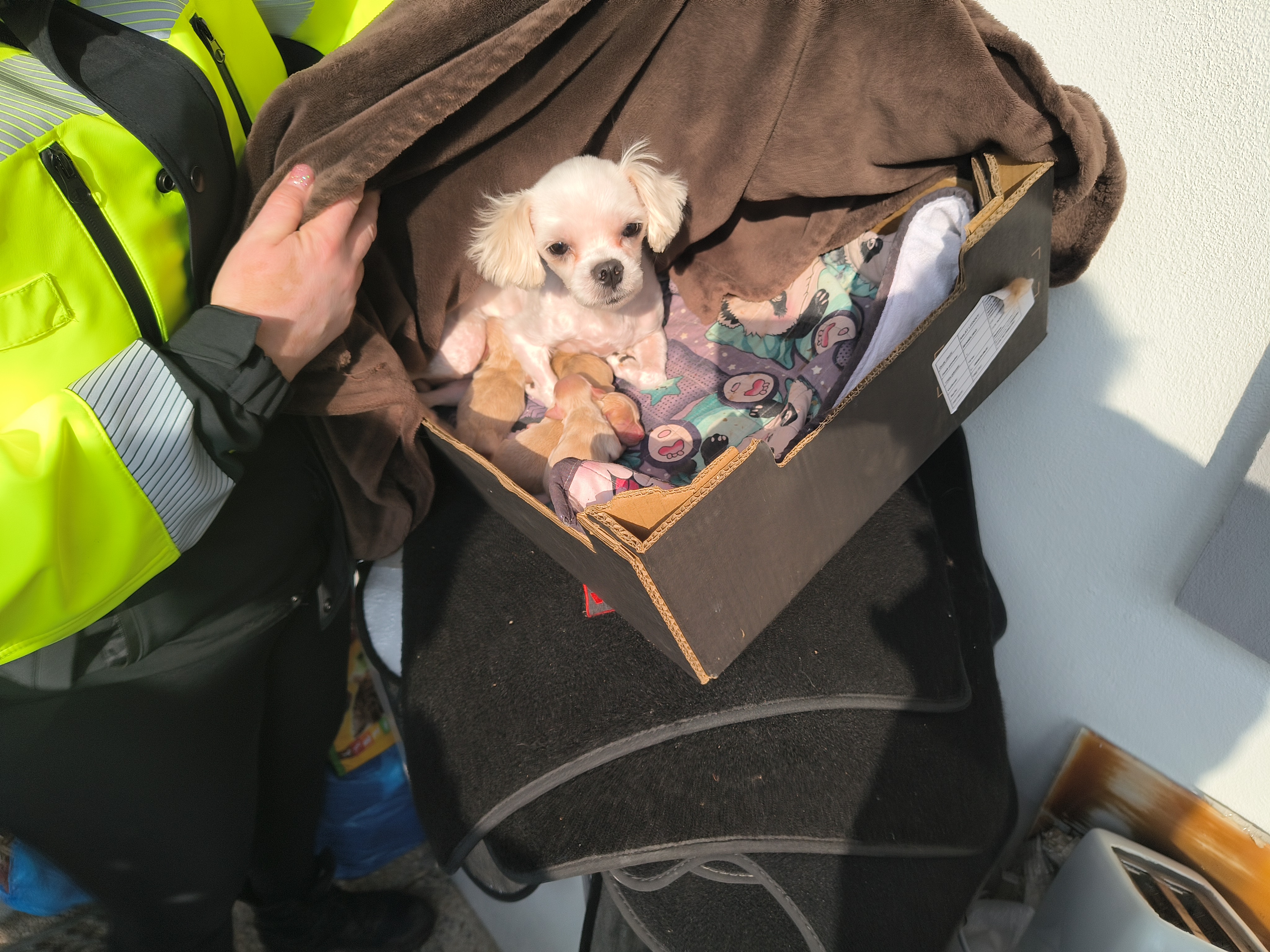 Bác sĩ thú y đã đưa 150 chú chó nhỏ ra khỏi trại giống ở Příbram