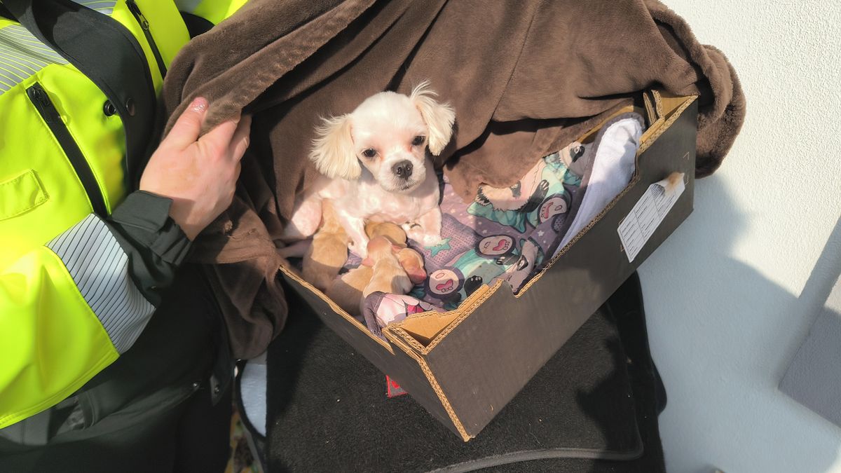 Veterináři odvezli 150 malých psů z množírny na Příbramsku