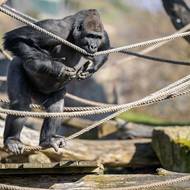 Slunečné počasí si užívají rovněž gorily nížinné v Centru Méfou. Na snímku je třináctiletý samec Nuru, který miluje lana, ať už na nich visí, přeskakuje je, nebo se do nich zakusuje.