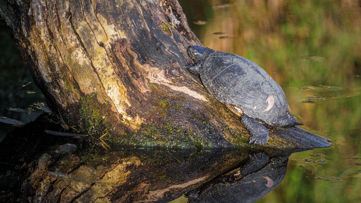 České želvy se probudily. Díky počasí se v pražské zoo rodí i první mláďata