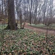 Rostou zde i talovíny, krokusy, ale bledulí je nejvíce.