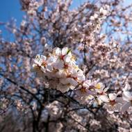 Na začátku jara tu každý rok kvete přes 800 mandloní různých odrůd. 