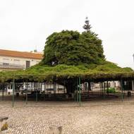 Cedr z Runy, Portugalsko, 6. místo