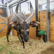Bongo horský patří k nevzácnějším zvířatům nejen Afriky, ale na světě.