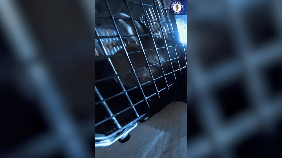 Bob a Bobek prohnali plzeňské strážníky. Králíci nakonec skončili v útulku