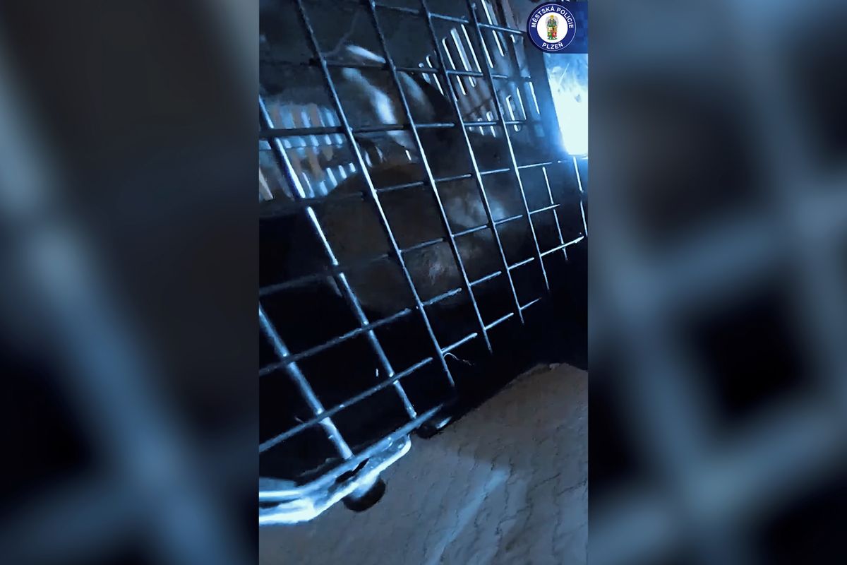 Bob a Bobek prohnali plzeňské strážníky. Králíci nakonec skončili v útulku